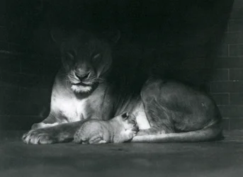 Una leona y su cachorro acostados en la sombra de la parte trasera de su recinto, Zoológico de Londres, octubre de 1925
