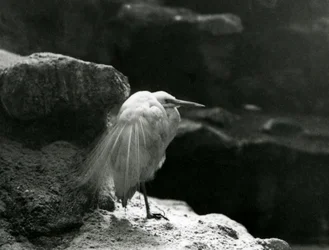 Una garceta común descansando entre rocas en el Zoo de Londres en 1930