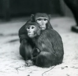 Una macaca con su bebé sentados juntos en el suelo de su recinto, Zoológico de Londres