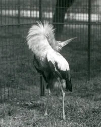 Una cigüeña maguari realizando la exhibición arriba-abajo, Zoológico de Londres, julio de 1925