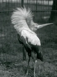 Un cigüeña maguari realizando la exhibición arriba-abajo, Zoológico de Londres, julio de 1925
