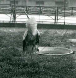 Una cigüeña maguari realizando la exhibición ascendente y descendente mientras está de pie sobre la hierba junto a una pequeña piscina de hormigón, zoológico de Londres, julio de 1925