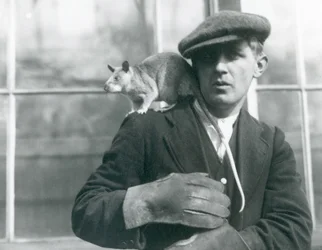 Una rata gigante malgache se sienta sobre el hombro de su cuidador, zoológico de Londres, 1924