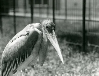 Un marabú en su recinto en el Zoológico de Londres en septiembre de 1928