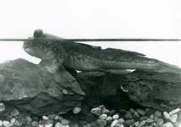 Un Pez Saltarín, descansando sobre rocas sumergidas, con sus ojos sobre el agua, Zoológico de Londres