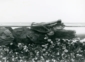 Un pez saltarín, descansando sobre rocas sumergidas, con sus ojos sobre el agua, Zoológico de Londres