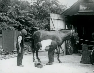 Una mula siendo herrada en el Zoológico de Londres en 1924