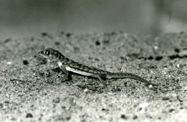 Un gecko de arena de Namibia/gecko de pies palmeados sobre la arena, Zoológico de Londres, septiembre de 1928