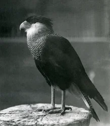 Un caracara crestado del norte en el zoológico de Londres, antes de 1930