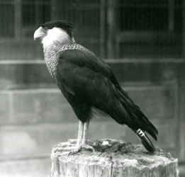 Un caracara crestado del norte sobre un tronco en el Zoológico de Londres, septiembre de 1925