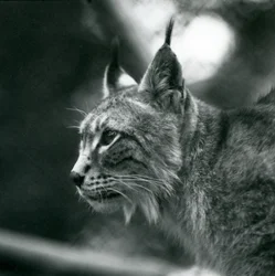Un lince boreal en el Zoológico de Londres, julio de 1925