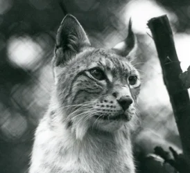 Un lince boreal en el Zoológico de Londres, julio de 1925