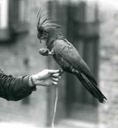 Una cacatúa negra de palma que se aferra con una pata al dedo de un cuidador y sostiene con la otra una golosina en forma de huevo, Zoo de Londres, septiembre de 1927
