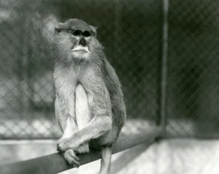 Un mono Patas/Wadi/Hussar sentado en una rama en el Zoológico de Londres en 1928