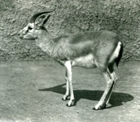 Una gacela persa en el Zoológico de Londres en junio de 1925