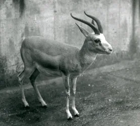 Una gacela persa, de bocio o de cola negra en el zoológico de Londres, agosto de 1927