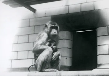 Un Macaco Cola de Cerdo sosteniendo a su bebé mientras está sentado en un borde de azulejos en su recinto en el Zoológico de Londres en 1928