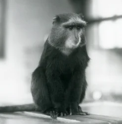 Un Mono Pluto, o Mono Azul, sentado en un banco, Zoológico de Londres