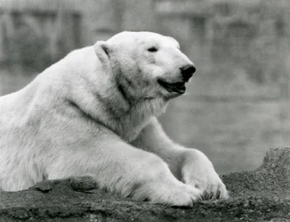 Un oso polar descansando en una cornisa rocosa en el Zoológico de Londres en 1931