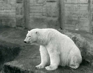 Un oso polar sentado en un saliente rocoso en el Zoológico de Londres en septiembre de 1927