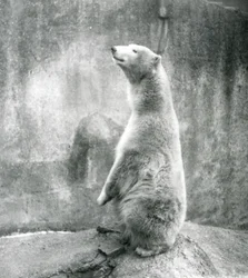 Un oso polar sentado sobre sus cuartos traseros en el zoológico de Londres en 1929