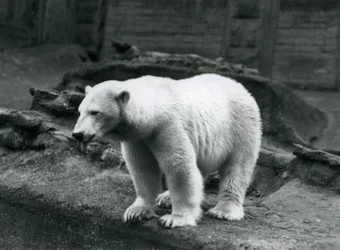 Un oso polar de pie al borde de su recinto en la base de las Terrazas Mappin, Zoológico de Londres, septiembre de 1928