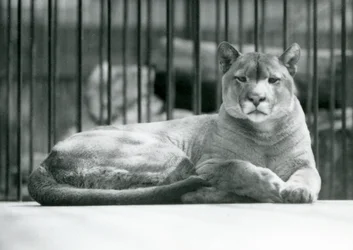 Un puma/cougar/león de montaña acostado en su recinto en el Zoológico de Londres en junio de 1925