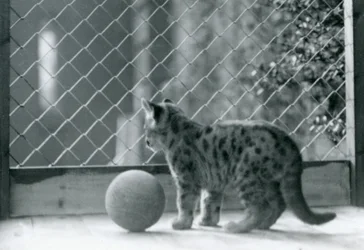 Un cachorro de puma, con una pelota, mirando fuera de su recinto, Zoológico de Londres, 1923