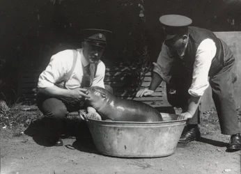 Un hipopótamo pigmeo tomando un baño en el Zoológico de Londres, agosto de 1928