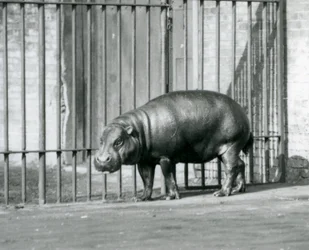Un hipopótamo pigmeo en el Zoológico de Londres en 1927