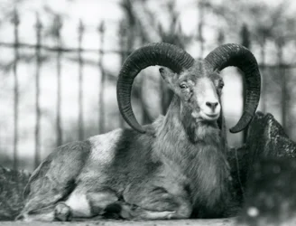 Un carnero sentado en el Zoológico de Londres, 1925