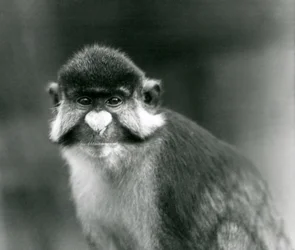 Un cercopiteco de cola roja, cercopiteco de nariz blanca y mejillas negras o cercopiteco de cola roja de Schmidt, Zoo de Londres