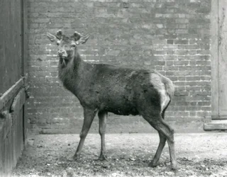 Un ciervo rojo con astas en crecimiento, Zoológico de Londres, agosto de 1928 (foto en blanco y negro)