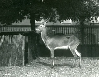 Lechwe rojo en el Zoológico de Londres, julio de 1924