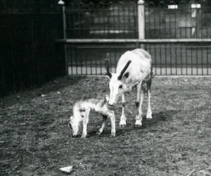 Un reno con su cría en el Zoológico de Londres, marzo 1914