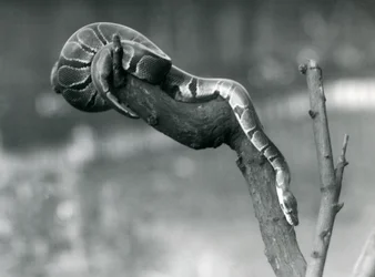 Una pitón real descendiendo por una rama en el Zoológico de Londres en octubre de 1925