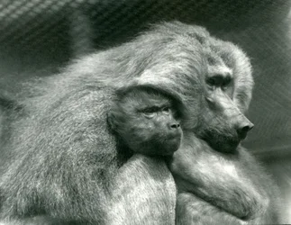 Un babuino sagrado con su cría en el zoológico de Londres, julio de 1924