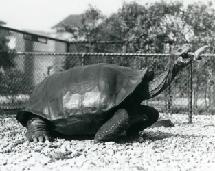 Una tortuga de Galápagos de caparazón en silla siendo alimentada con un plátano en un palo