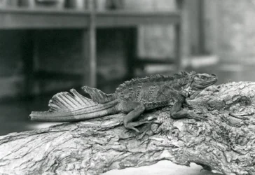Un lagarto de vela, con cola dañada, descansando en un tronco en el Zoológico de Londres en 1928