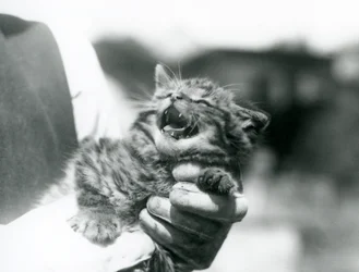 Un gatito de gato montés escocés sostenido en las manos de su cuidador, Zoológico de Londres