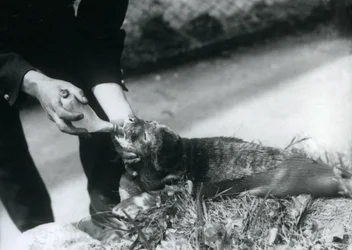 Una cría de foca siendo alimentada con biberón por su cuidador, Zoológico de Londres, agosto de 1925
