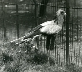 Un secretario en el Zoológico de Londres en septiembre de 1923