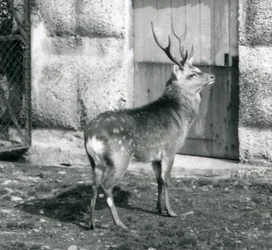 Un ciervo manchado japonés de pie en su recinto, Zoológico de Londres, agosto de 1927