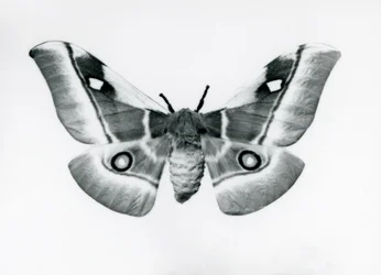 Una polilla de seda, Bunaea caffraria, en el zoológico de Londres, antes de 1930