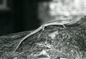Un Eslizón descansando en un tronco en el Zoológico de Londres en 1929 (foto en blanco y negro)