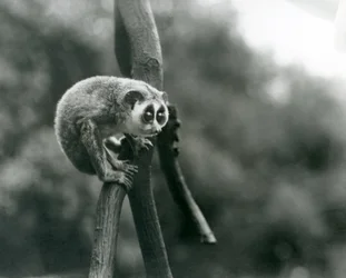 Un Loris Delgado mirando hacia abajo desde una rama, Zoológico de Londres, agosto de 1926