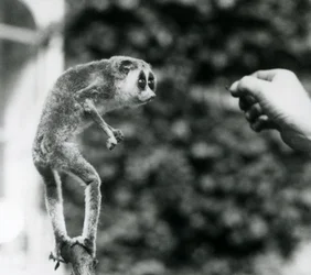 Un loris delgado de pie sobre una rama, mirando la mano de un cuidador mientras se le ofrece un gusano de la harina, Zoológico de Londres, agosto de 1926