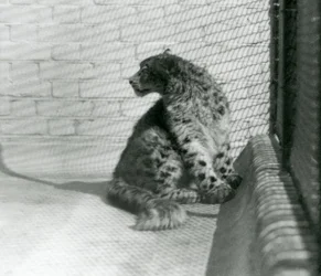 Un leopardo de las nieves sentado en el suelo, Zoológico de Londres