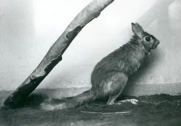 Liebre saltadora del Cabo sentada bajo una rama en su recinto, Zoológico de Londres, diciembre 1925