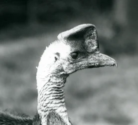 Un casuario del sur en el Zoológico de Londres, junio de 1925